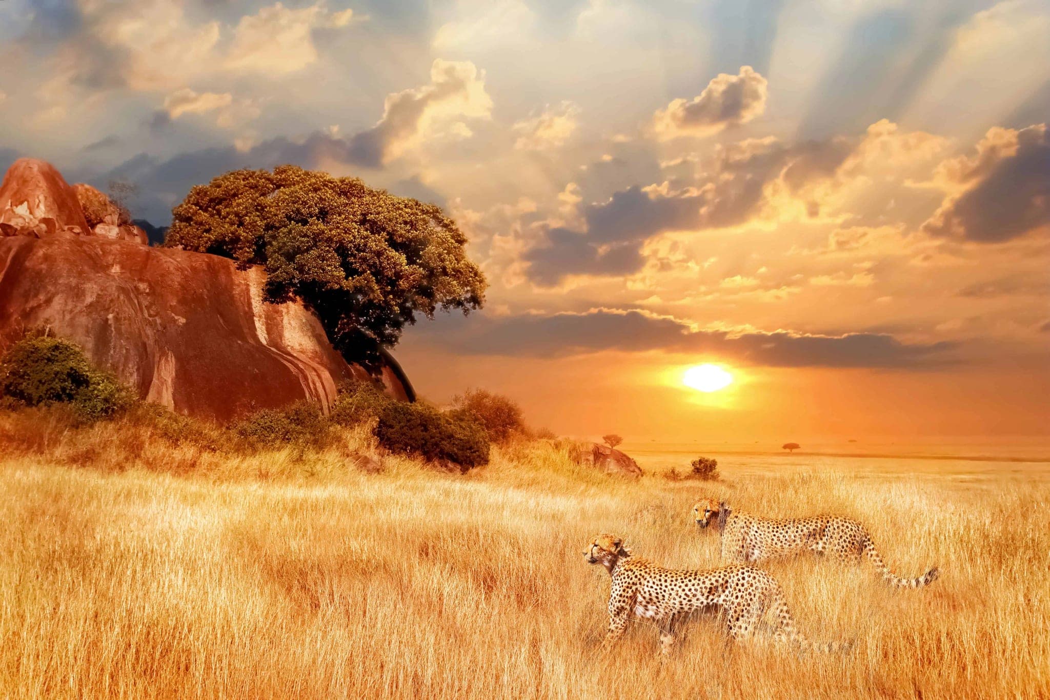 Savanne Fotobehang met Jachtluipaarden bij Zonsondergang