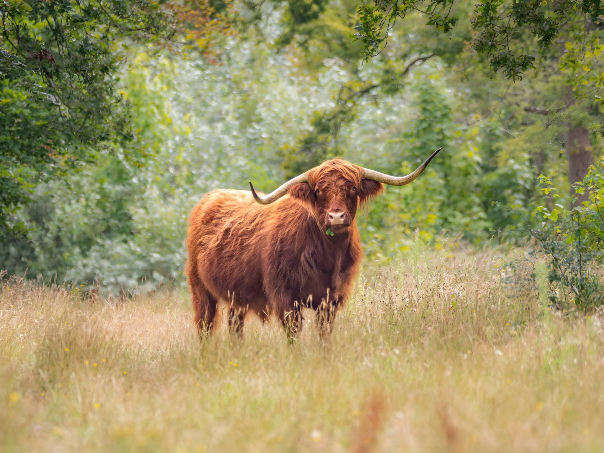 Fotobehang Hooglander in Vroege Ochtendmist met Diepgroene Bossfeer