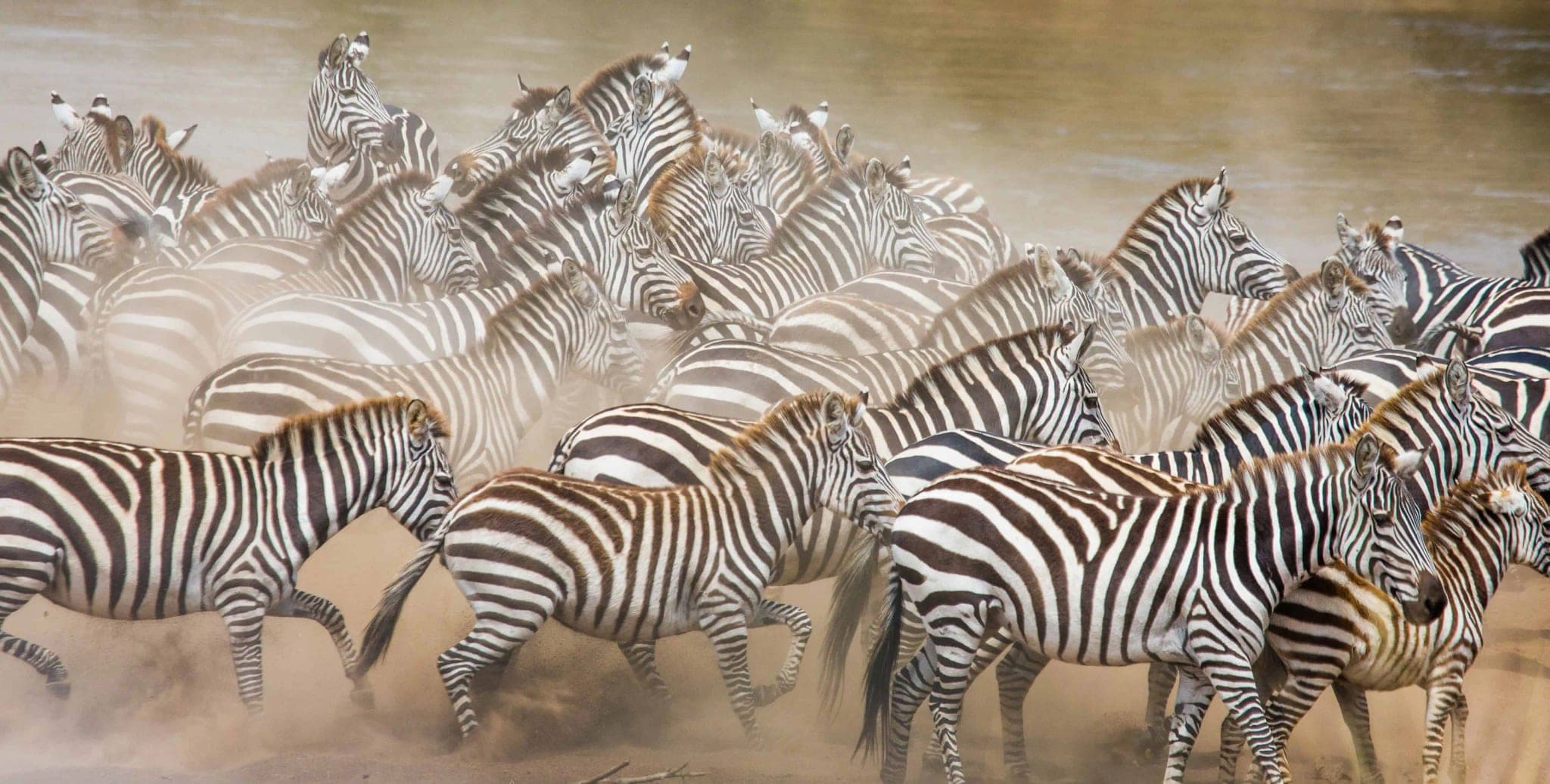 Safari Zebra Fotobehang met Aardse Stoffige Tinten