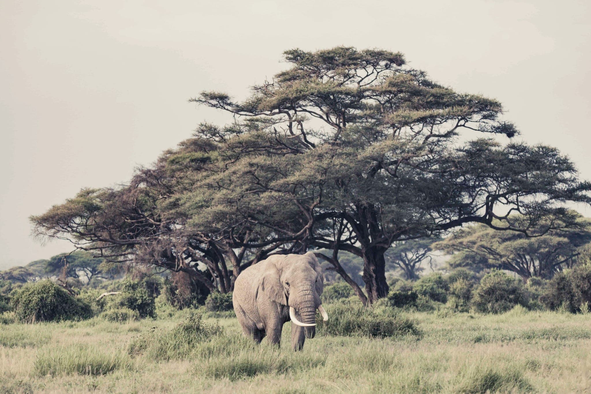 Fotobehang Savanne met Olifant en Acaciabomen in Zachte Nevel